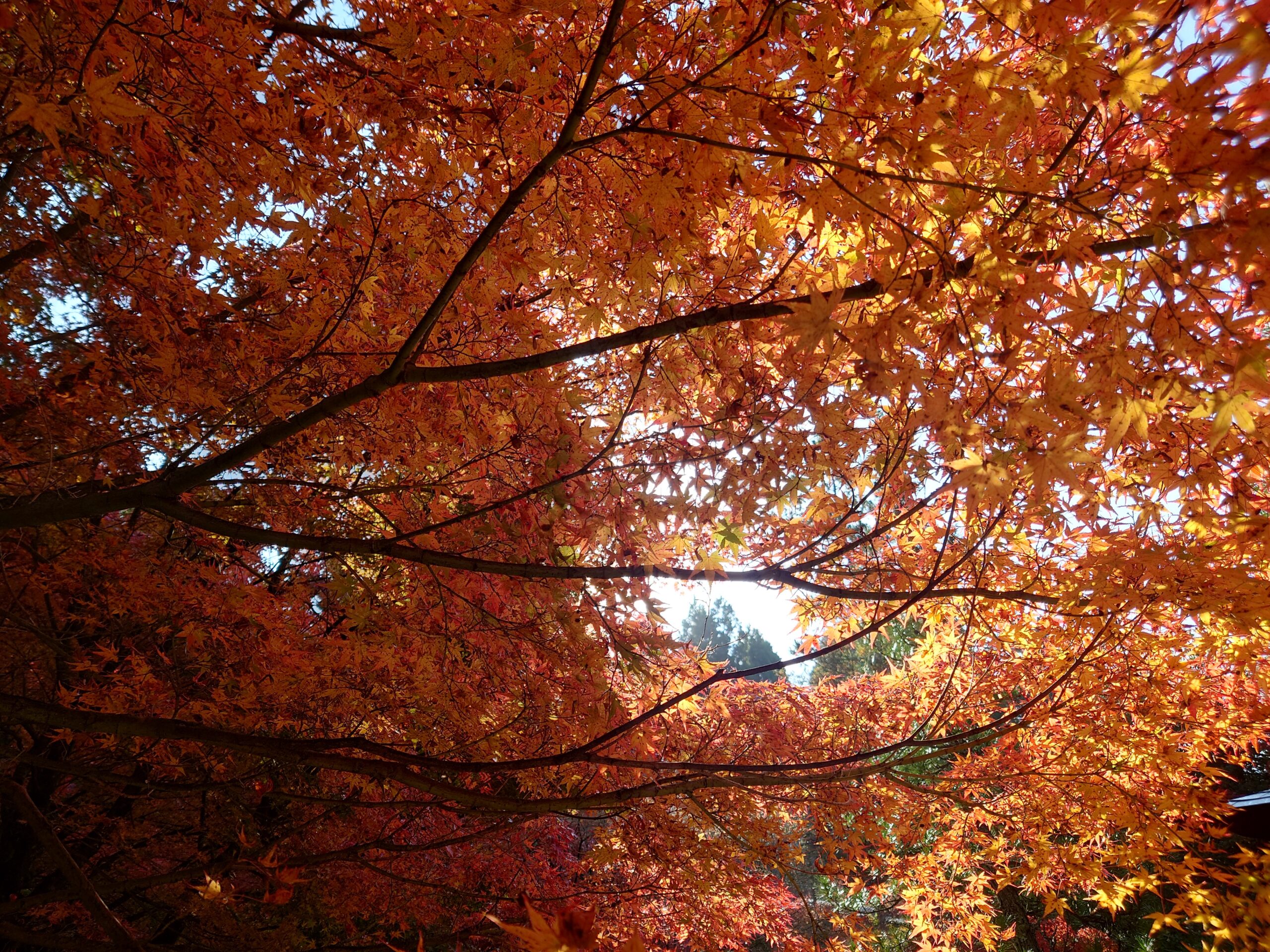 紅葉狩り🍁🍁🍁