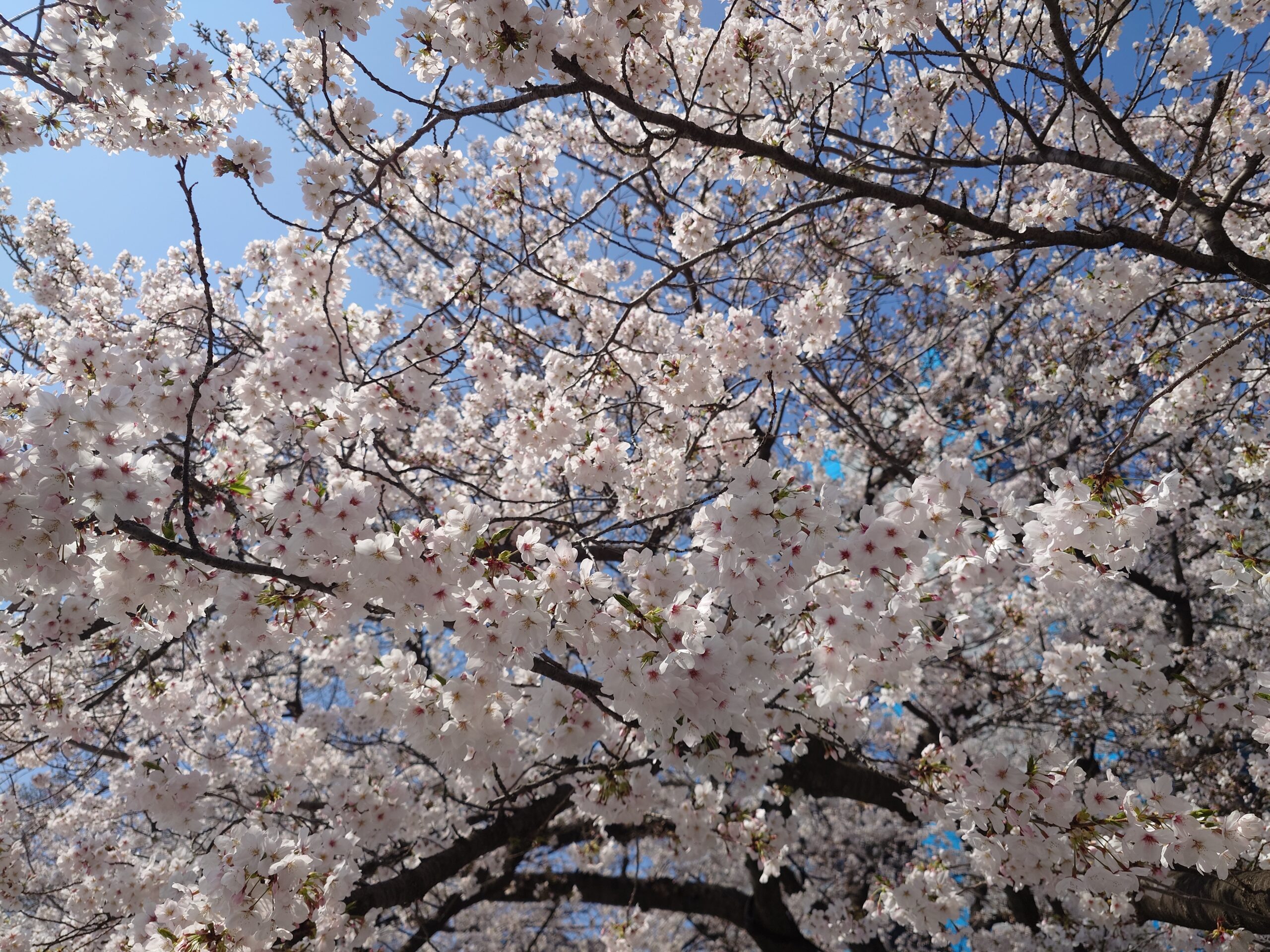 🌸お花見コージー